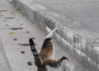 掉進排水溝的街貓!!! 怎回事? 躲在水溝的貓5