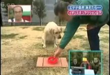 食物不見! 狗狗們的反應誰最誇張~~ 狗碗不見1