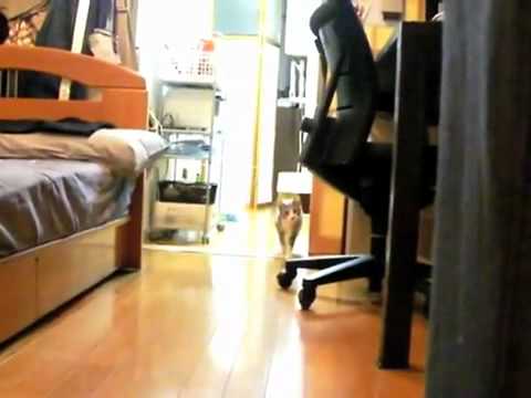 123木頭貓~躡手躡腳逼近主人!!! 123木頭貓1