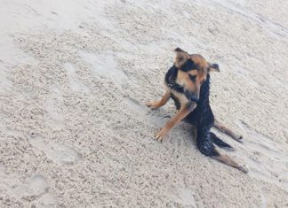 在泰國海灘上發現癱瘓小狗,結果…
