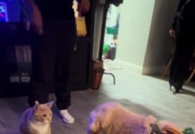 新成員報到!黃金獵犬綁上小領結衝去見橘貓大哥⋯下一秒的「冷處理」網友笑翻 新成員報到!黃金獵犬綁上小領結衝去見橘貓大哥⋯下一秒的「冷處理」網友笑翻
