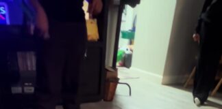 新成員報到!黃金獵犬綁上小領結衝去見橘貓大哥⋯下一秒的「冷處理」網友笑翻 新成員報到!黃金獵犬綁上小領結衝去見橘貓大哥⋯下一秒的「冷處理」網友笑翻