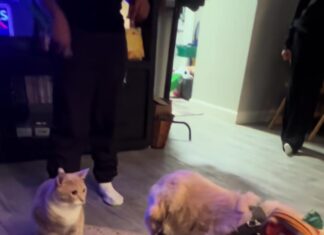 新成員報到!黃金獵犬綁上小領結衝去見橘貓大哥⋯下一秒的「冷處理」網友笑翻 新成員報到!黃金獵犬綁上小領結衝去見橘貓大哥⋯下一秒的「冷處理」網友笑翻
