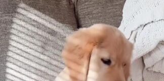 誰說貓狗天生不合?貓咪主動幫黃金幼犬舔毛的畫面,被網友譽為「絕對的安全感」 誰說貓狗天生不合?貓咪主動幫黃金幼犬舔毛的畫面,被網友譽為「絕對的安全感」
