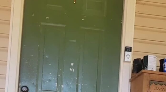 貓咪盯著緊閉的門看了幾秒⋯下一秒竟「自己開門」揚長而去,網友:智商測驗滿分 貓咪盯著緊閉的門看了幾秒⋯下一秒竟「自己開門」揚長而去,網友:智商測驗滿分