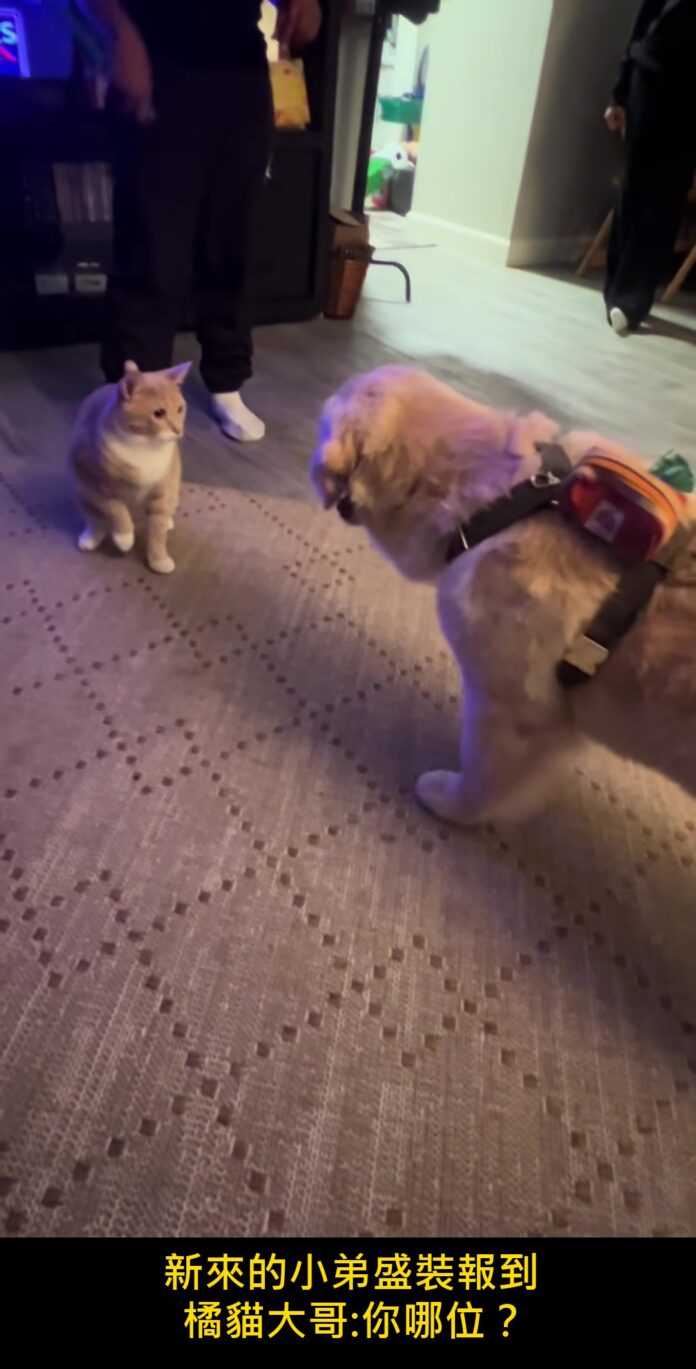 新成員報到!黃金獵犬綁上小領結衝去見橘貓大哥⋯下一秒的「冷處理」網友笑翻 梗圖1 新成員報到!黃金獵犬綁上小領結衝去見橘貓大哥⋯下一秒的「冷處理」網友笑翻