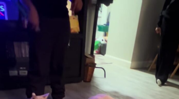 新成員報到!黃金獵犬綁上小領結衝去見橘貓大哥⋯下一秒的「冷處理」網友笑翻 新成員報到!黃金獵犬綁上小領結衝去見橘貓大哥⋯下一秒的「冷處理」網友笑翻