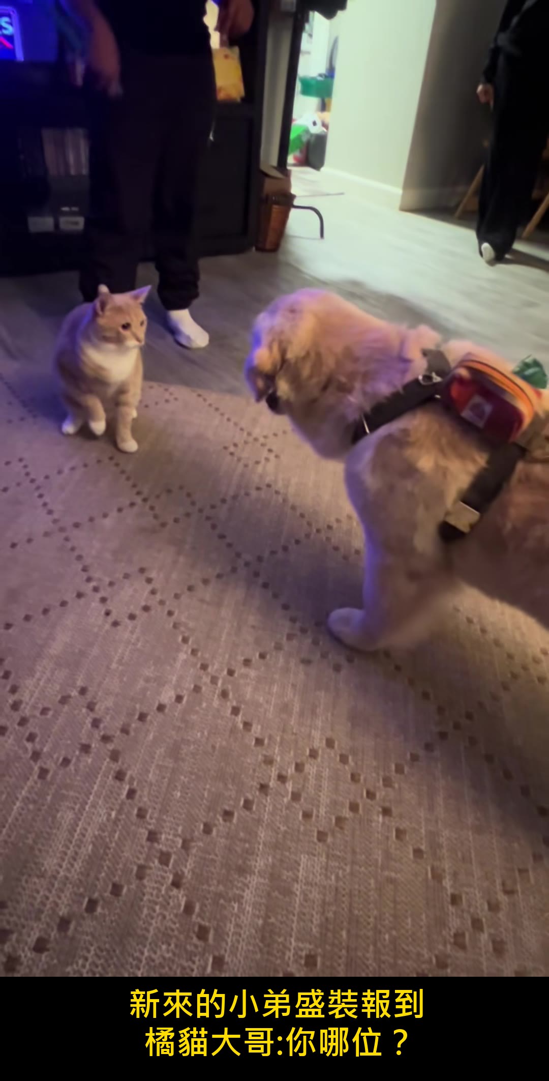 新成員報到!黃金獵犬綁上小領結衝去見橘貓大哥⋯下一秒的「冷處理」網友笑翻 綜藝梗圖1