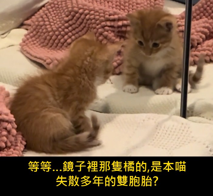 小橘貓盯著鏡子 - 綜藝梗圖