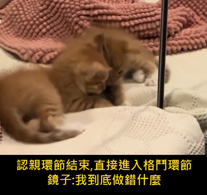 小橘貓與鏡子 格鬥環節 - 綜藝梗圖