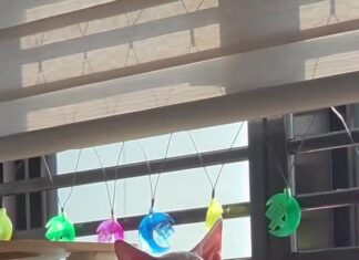 「有時候真的滿羨慕她的」主人拍下貓咪在吊床上曬太陽的午後⋯這句話戳中一堆上班族 「有時候真的滿羨慕她的」主人拍下貓咪在吊床上曬太陽的午後⋯這句話戳中一堆上班族