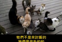 「又來了,每天都這樣」一塊木頭甲板,十幾隻貓,和 1.6 億次觀看 「又來了,每天都這樣」一塊木頭甲板,十幾隻貓,和 1.6 億次觀看