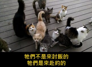 「又來了,每天都這樣」一塊木頭甲板,十幾隻貓,和 1.6 億次觀看 「又來了,每天都這樣」一塊木頭甲板,十幾隻貓,和 1.6 億次觀看
