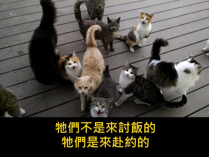 「又來了,每天都這樣」一塊木頭甲板,十幾隻貓,和 1.6 億次觀看