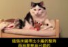 「等一下,那是娃娃床欸」貓咪每晚自己爬上迷你小床蓋被睡覺,3000萬人看到都軟了 「等一下,那是娃娃床欸」貓咪每晚自己爬上迷你小床蓋被睡覺,3000萬人看到都軟了