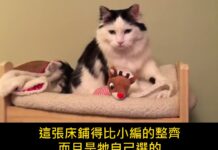 「等一下,那是娃娃床欸」貓咪每晚自己爬上迷你小床蓋被睡覺,3000萬人看到都軟了 「等一下,那是娃娃床欸」貓咪每晚自己爬上迷你小床蓋被睡覺,3000萬人看到都軟了