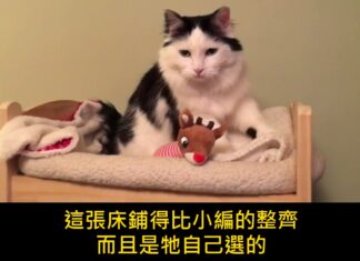 「等一下,那是娃娃床欸」貓咪每晚自己爬上迷你小床蓋被睡覺,3000萬人看到都軟了 「等一下,那是娃娃床欸」貓咪每晚自己爬上迷你小床蓋被睡覺,3000萬人看到都軟了