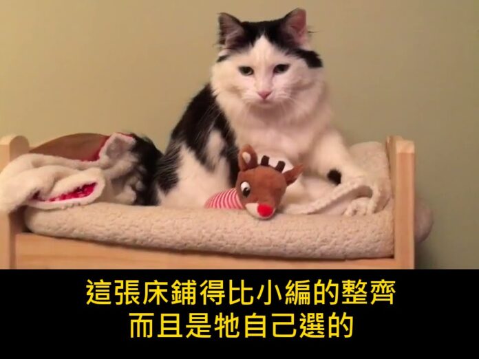 「等一下,那是娃娃床欸」貓咪每晚自己爬上迷你小床蓋被睡覺,3000萬人看到都軟了 梗圖1 「等一下,那是娃娃床欸」貓咪每晚自己爬上迷你小床蓋被睡覺,3000萬人看到都軟了