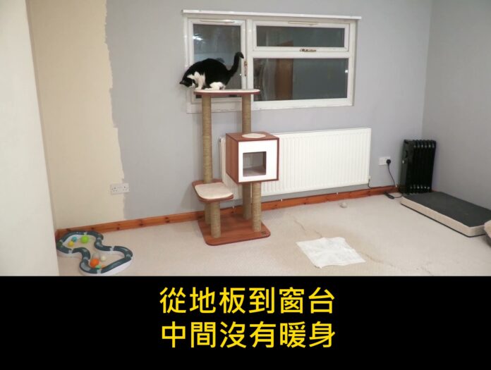 「牠又開始了」貓咪在空房間狂奔的監視器畫面,每個養貓的人都認得這個聲音