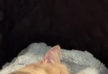 貓咪睡覺時用肉球把臉「摀起來」⋯這個治癒到犯規的睡姿,其實藏著一個小祕密 貓咪睡覺時用肉球把臉「摀起來」⋯這個治癒到犯規的睡姿,其實藏著一個小祕密