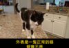 「這個聲音真的是貓發出來的?」低音喵叫嚇到4670萬人,小編第一次聽也以為是狗 「這個聲音真的是貓發出來的?」低音喵叫嚇到4670萬人,小編第一次聽也以為是狗