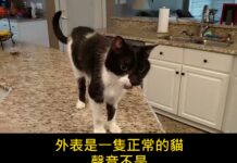 「這個聲音真的是貓發出來的?」低音喵叫嚇到4670萬人,小編第一次聽也以為是狗 「這個聲音真的是貓發出來的?」低音喵叫嚇到4670萬人,小編第一次聽也以為是狗
