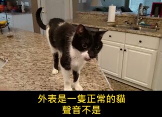 「這個聲音真的是貓發出來的?」低音喵叫嚇到4670萬人,小編第一次聽也以為是狗 「這個聲音真的是貓發出來的?」低音喵叫嚇到4670萬人,小編第一次聽也以為是狗