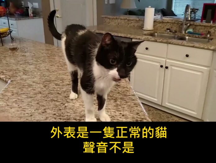 「這個聲音真的是貓發出來的?」低音喵叫嚇到4670萬人,小編第一次聽也以為是狗