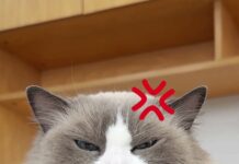 「主廚今天心情不好」貓咪做番茄醬義大利麵1300萬人看傻,小編要提醒一個很多人不知道的地雷 「主廚今天心情不好」貓咪做番茄醬義大利麵1300萬人看傻,小編要提醒一個很多人不知道的地雷