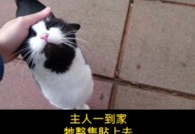 「牠在門口等」主人一回家貓就整隻貼上去,原來牠早就聽出你的腳步聲了 「牠在門口等」主人一回家貓就整隻貼上去,原來牠早就聽出你的腳步聲了
