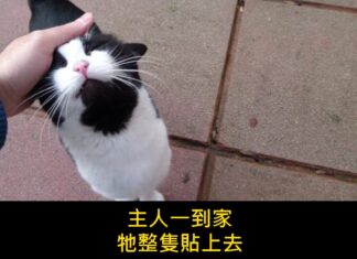 「牠在門口等」主人一回家貓就整隻貼上去,原來牠早就聽出你的腳步聲了 「牠在門口等」主人一回家貓就整隻貼上去,原來牠早就聽出你的腳步聲了