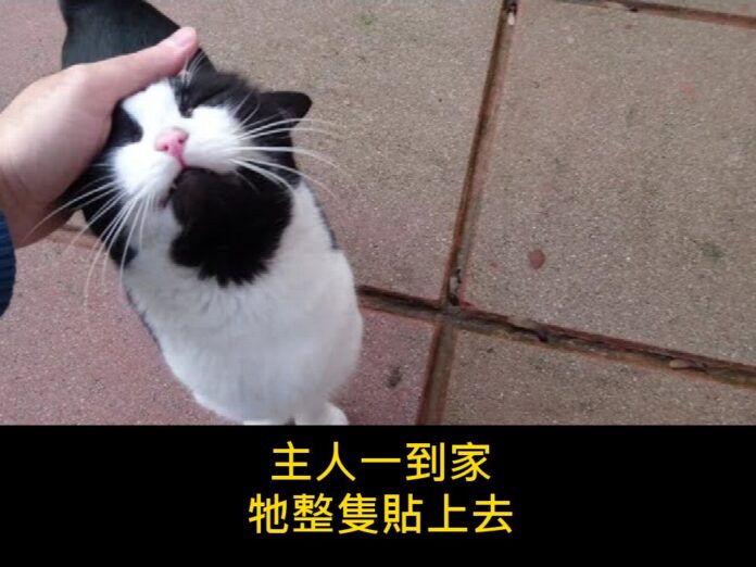 「牠在門口等」主人一回家貓就整隻貼上去,原來牠早就聽出你的腳步聲了