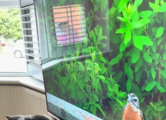 「電視上出現一隻鳥」三隻貓瞬間排排站的畫面,笑完請去檢查一件事 「電視上出現一隻鳥」三隻貓瞬間排排站的畫面,笑完請去檢查一件事