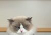 「牠根本吃不出甜味」2.5億人看這隻貓做棒棒糖,而牠對甜這件事完全無感 「牠根本吃不出甜味」2.5億人看這隻貓做棒棒糖,而牠對甜這件事完全無感