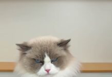 「牠根本吃不出甜味」2.5億人看這隻貓做棒棒糖,而牠對甜這件事完全無感 「牠根本吃不出甜味」2.5億人看這隻貓做棒棒糖,而牠對甜這件事完全無感
