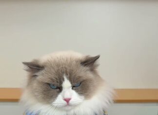 「牠根本吃不出甜味」2.5億人看這隻貓做棒棒糖,而牠對甜這件事完全無感 「牠根本吃不出甜味」2.5億人看這隻貓做棒棒糖,而牠對甜這件事完全無感