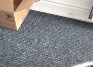 「鄰居的貓又來要飯了」牠可愛到讓人想餵,但那一口可能比你想的麻煩 「鄰居的貓又來要飯了」牠可愛到讓人想餵,但那一口可能比你想的麻煩
