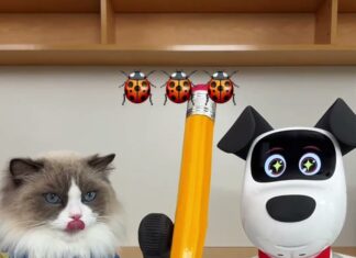 「牠的新朋友是一隻機器狗」2.25億人看牠們一起玩,順便回答那個常見問題:要不要再養一隻 「牠的新朋友是一隻機器狗」2.25億人看牠們一起玩,順便回答那個常見問題:要不要再養一隻