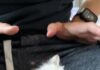 「牠在他腿上尿了」幼貓不是不乖,是那個功能還沒開通 「牠在他腿上尿了」幼貓不是不乖,是那個功能還沒開通
