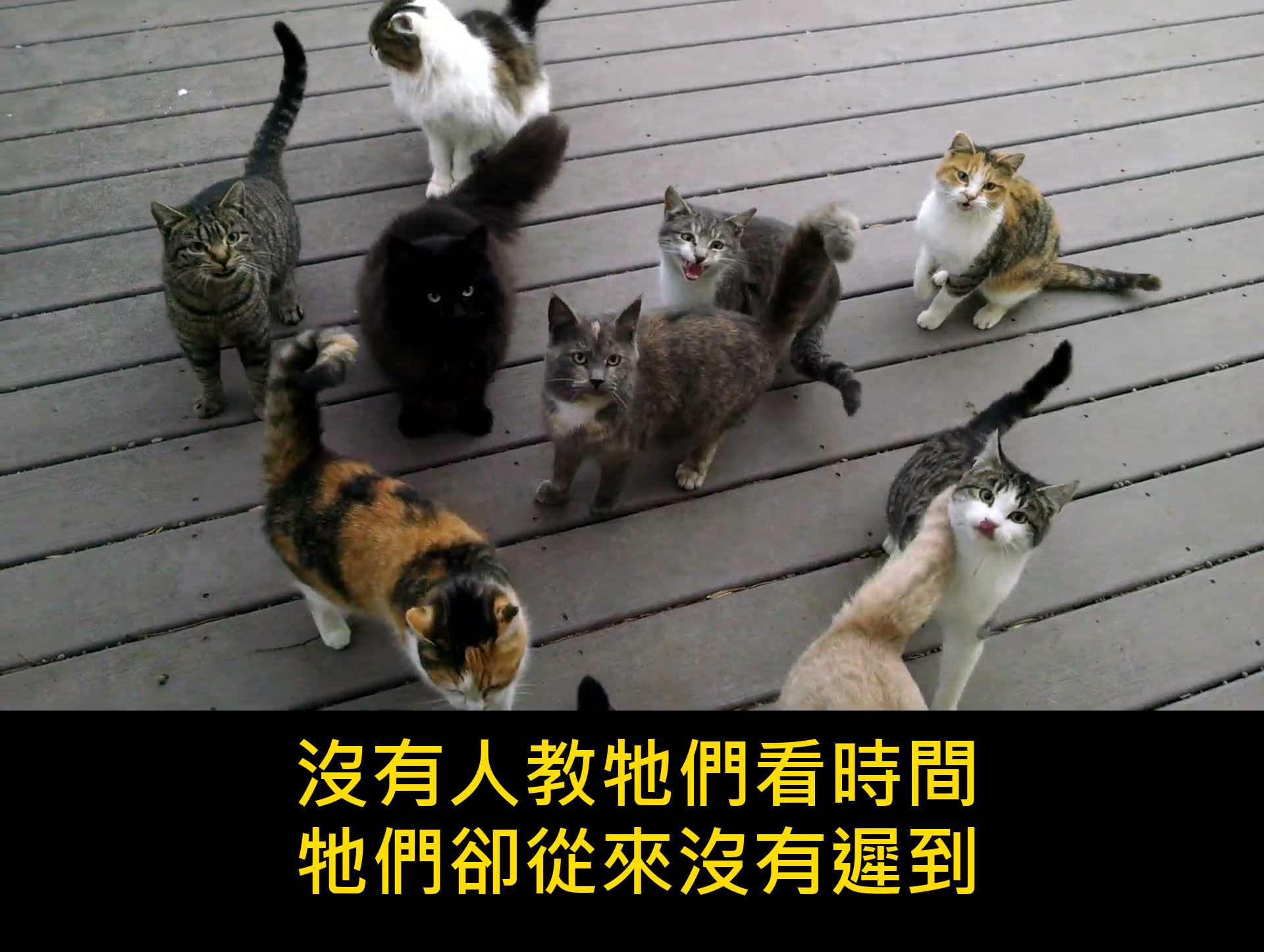 「又來了,每天都這樣」一塊木頭甲板,十幾隻貓,和 1.6 億次觀看 內文圖