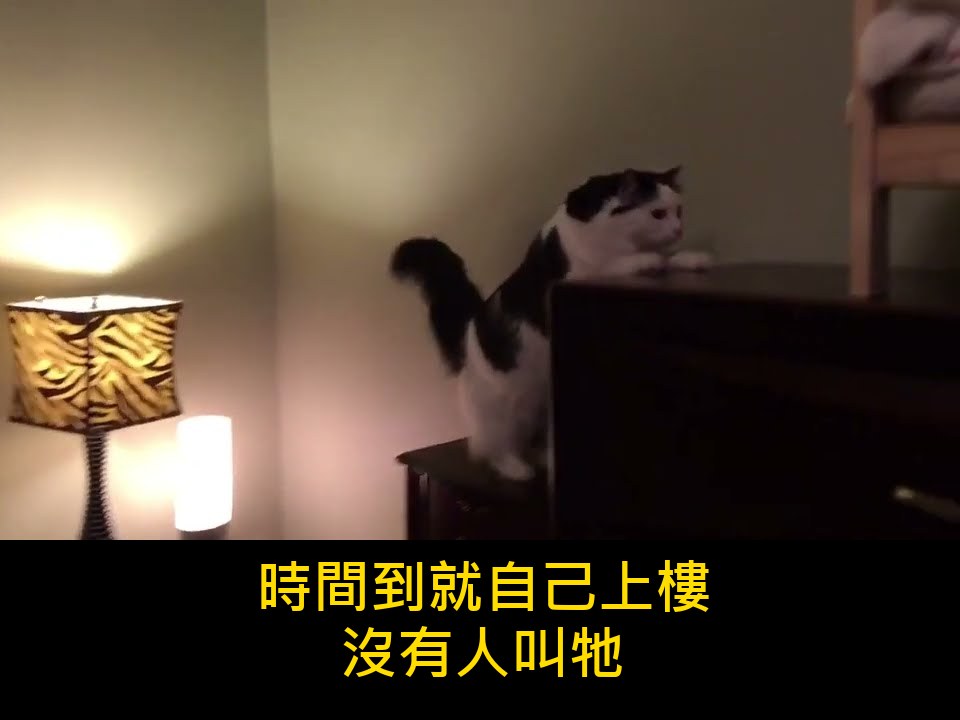 「等一下,那是娃娃床欸」貓咪每晚自己爬上迷你小床蓋被睡覺,3000萬人看到都軟了 內文圖