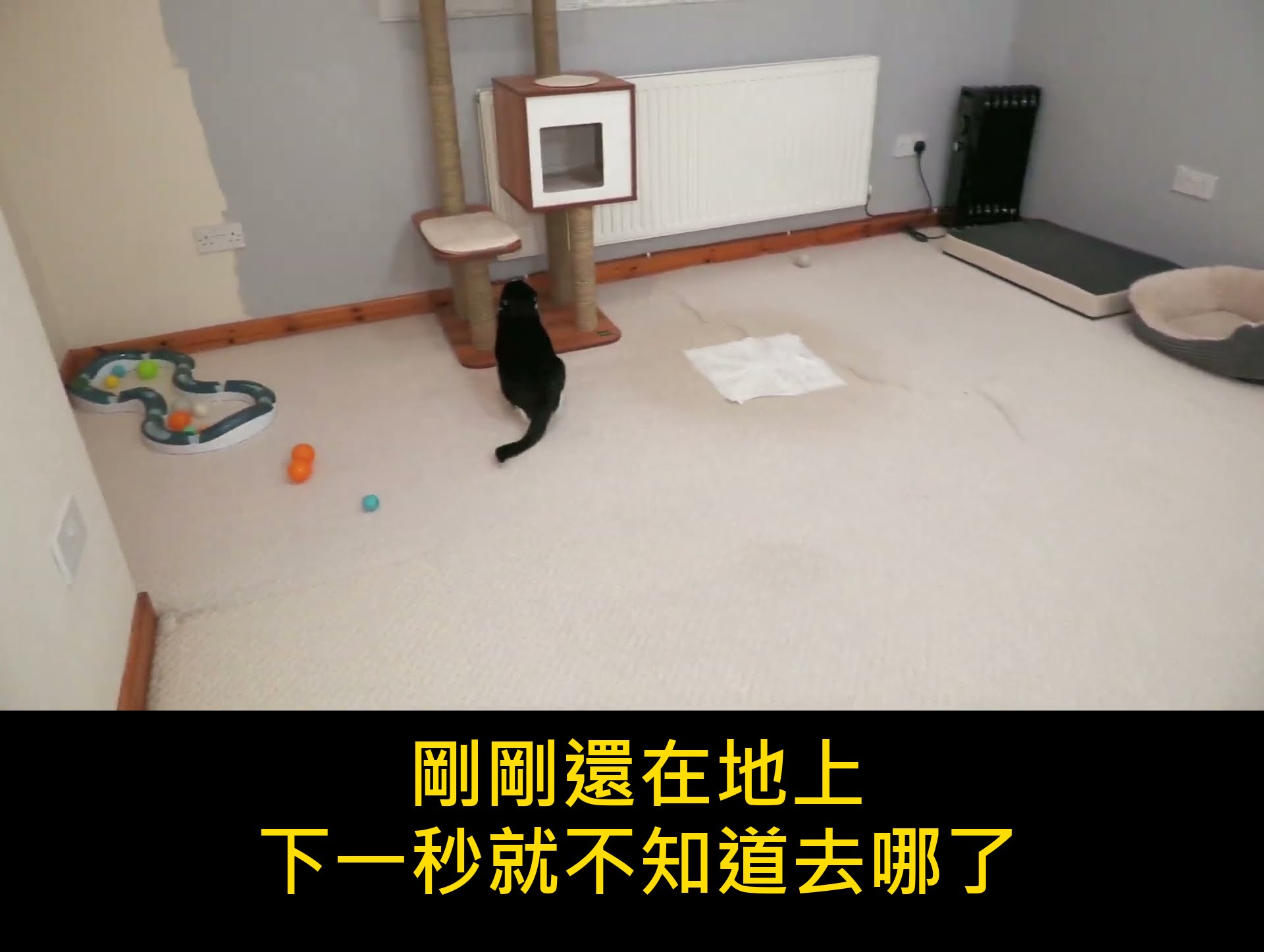 「牠又開始了」貓咪在空房間狂奔的監視器畫面,每個養貓的人都認得這個聲音 內文圖