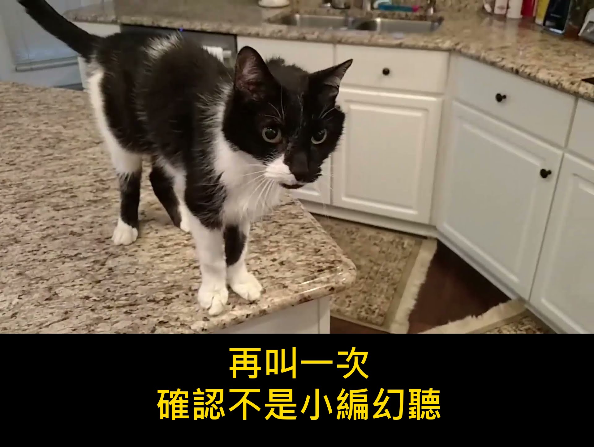 「這個聲音真的是貓發出來的?」低音喵叫嚇到4670萬人,小編第一次聽也以為是狗 內文圖