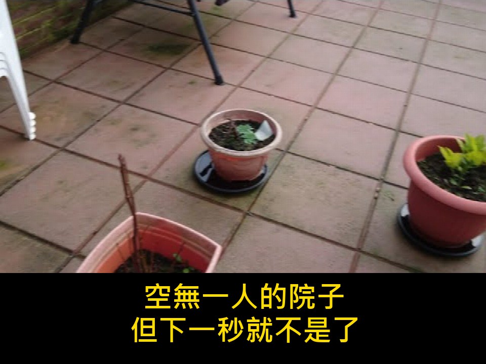 「牠在門口等」主人一回家貓就整隻貼上去,原來牠早就聽出你的腳步聲了 內文圖