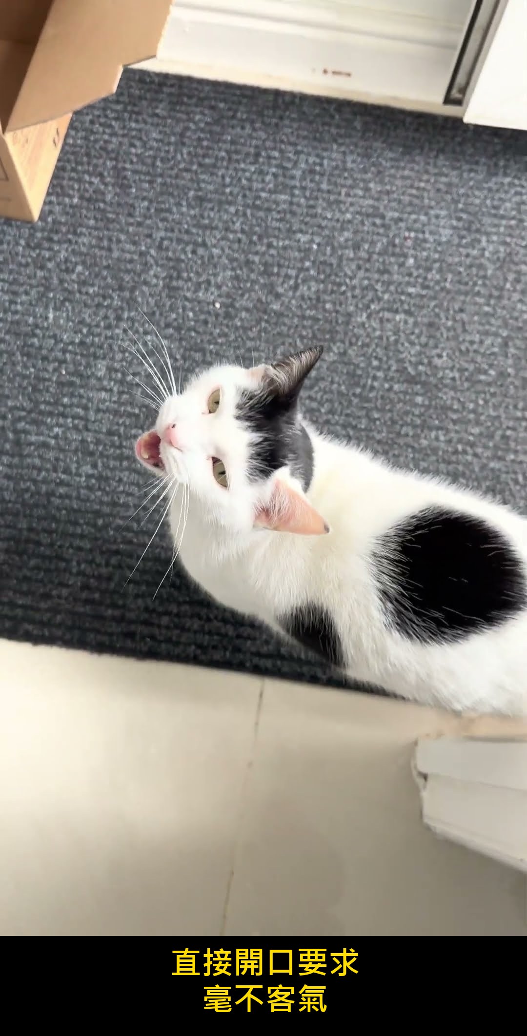 「鄰居的貓又來要飯了」牠可愛到讓人想餵,但那一口可能比你想的麻煩 內文圖