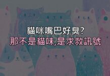 貓咪嘴巴好臭?那不是「貓味」,是牙齒在跟你求救 貓咪嘴巴好臭?那不是「貓味」,是牙齒在跟你求救
