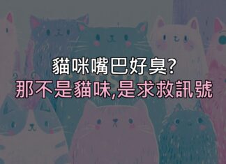 貓咪嘴巴好臭?那不是「貓味」,是牙齒在跟你求救 貓咪嘴巴好臭?那不是「貓味」,是牙齒在跟你求救