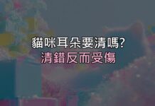 貓咪耳朵髒髒的要清嗎?清錯反而受傷,正確做法看這篇 貓咪耳朵髒髒的要清嗎?清錯反而受傷,正確做法看這篇