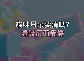 貓咪耳朵髒髒的要清嗎?清錯反而受傷,正確做法看這篇 貓咪耳朵髒髒的要清嗎?清錯反而受傷,正確做法看這篇