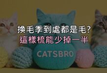 換毛季家裡到處都是毛?這樣梳,能少掉一半 換毛季家裡到處都是毛?這樣梳,能少掉一半